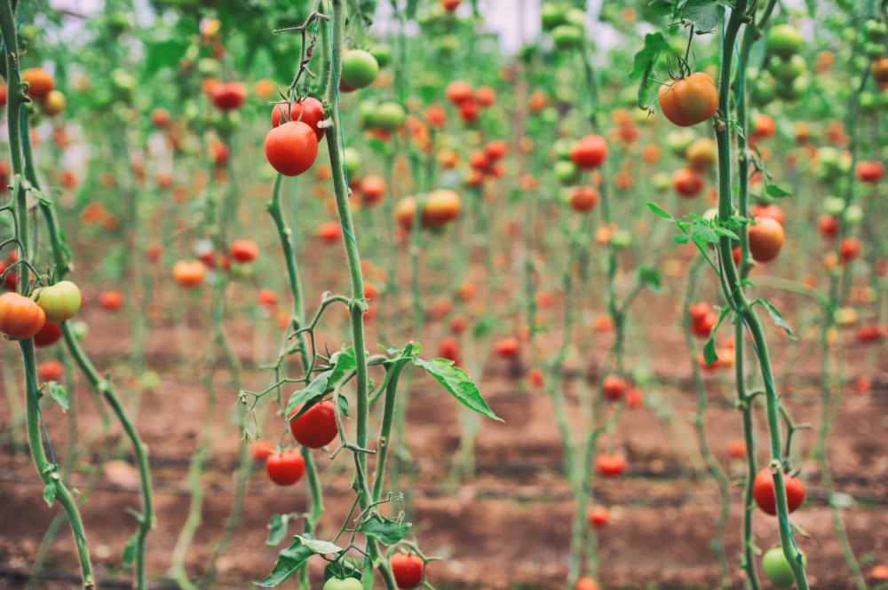 Tomatoes