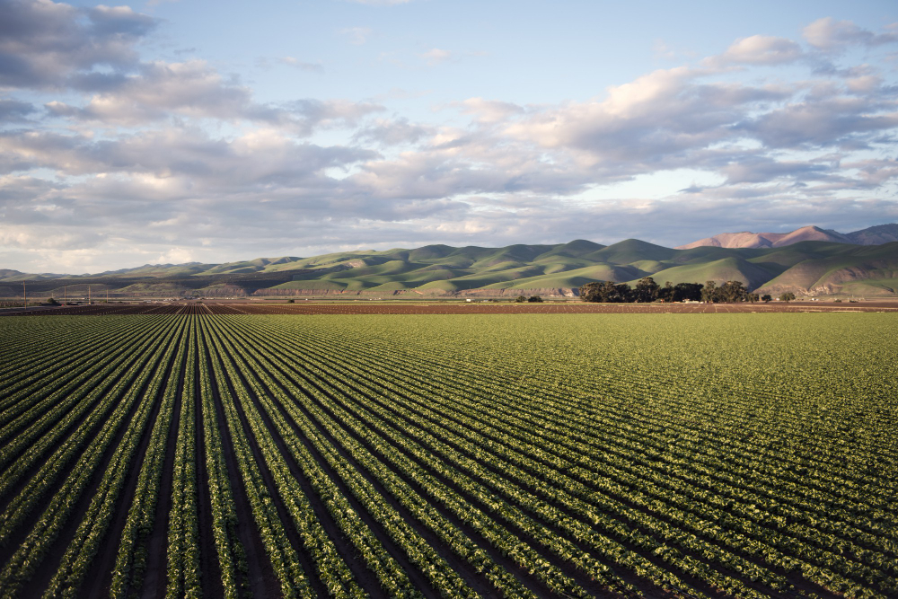 Farm fields